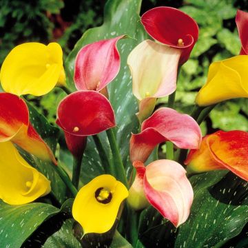 Zantedeschia Mix