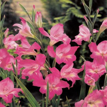 Gladioli Charming Lady