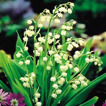 Convallaria Lelietje van Dalen wit x 5