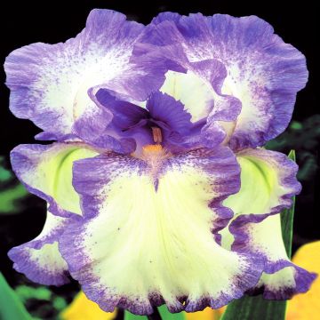 Iris germanica Blue Flag (Baardiris)