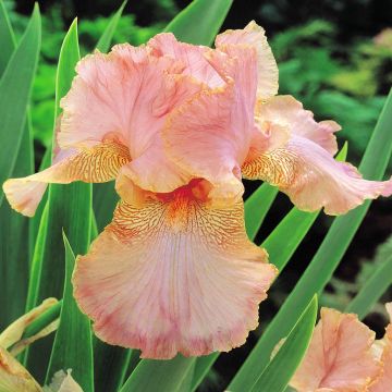 Iris germanica Zalmroze (Baardiris )
