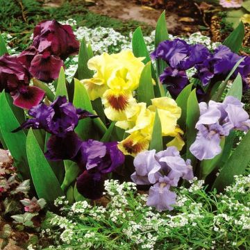 Iris Pumila Mix