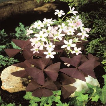 Oxalis trilangularis Pink