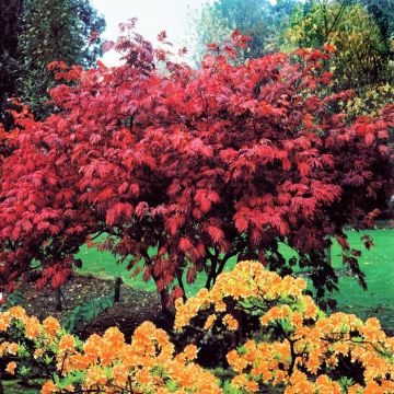 Acer palmatum Atropurpureum Esdoorn