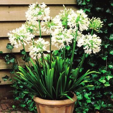 Agapanthus Nile Lily White