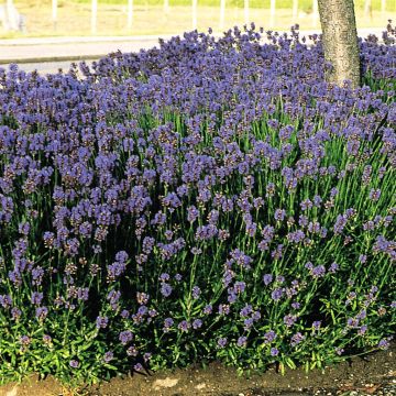 Lavendel Munstead x 3