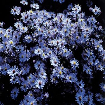 Aster Dumosus'Blue Boy' Blue