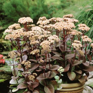 Sedum spectabile 'Matrona'