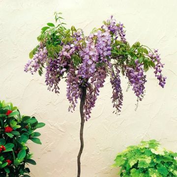 Stand. Wisteria + Basic Pot_10862_DH
