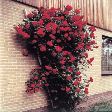 Climbing Rose Red 11cm Pot