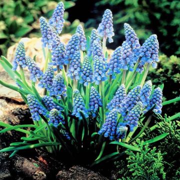 Muscari armeniacum Blue Grape H