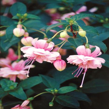Fuchsia Bella Rosella