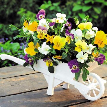 Viola Cornuta met witte Kruiwagen