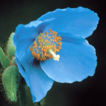Meconopsis betonicifolia