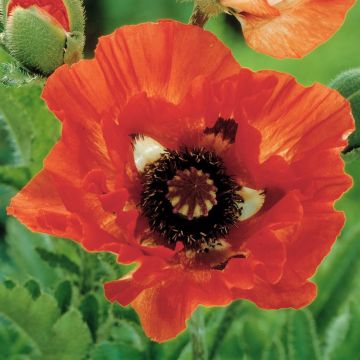 Papaver orientale Turkish Delight