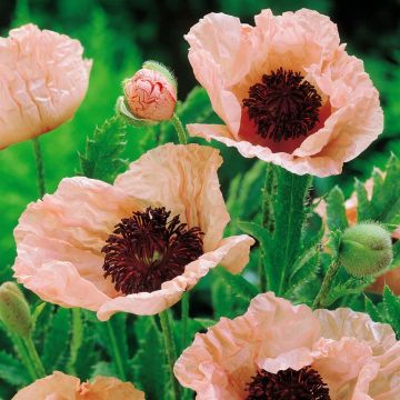 Papaver orientale Pinnacle (Oosterse