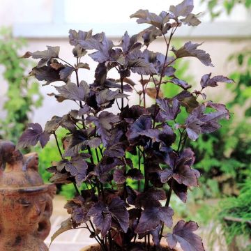 Physocarpus Diabolo (Blaasspirea)