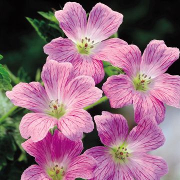 Geranium himalayense Geranium P