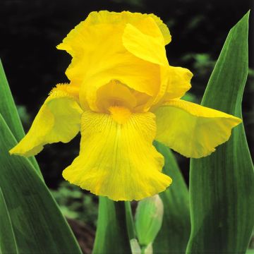 Iris germanica Golden Eclipse