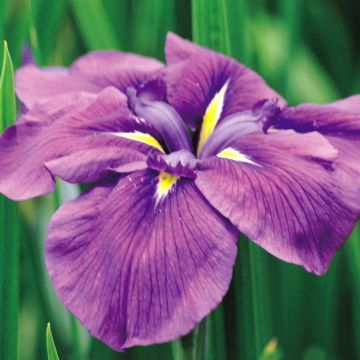 Iris ensate Royal Banner