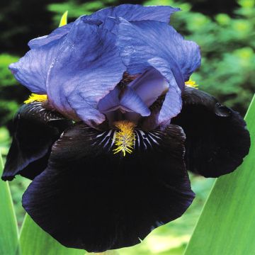Iris germanica Purple Night Sky