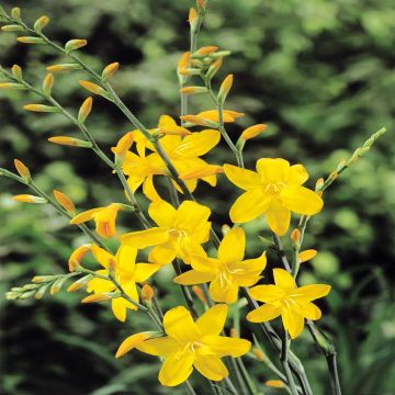 Crocosmia Constance Mckensy