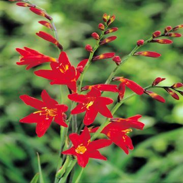 Crocosmia Lucifer Red