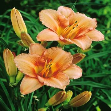 Hemerocallis Zalmroze (Daglelie)