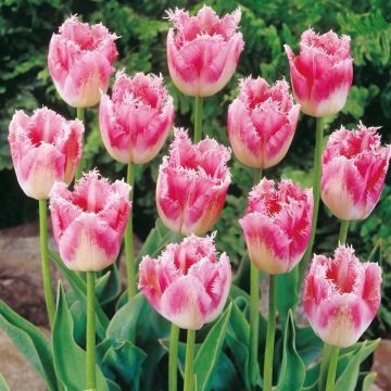 Tulip Fringed Fancy Frills B