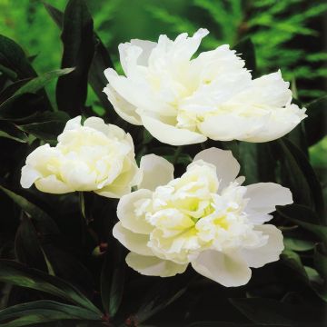 Pioen lactiflora Wit (Pioenroos)