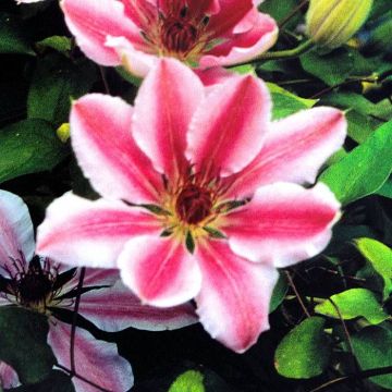 Clematis Nelly Moser B