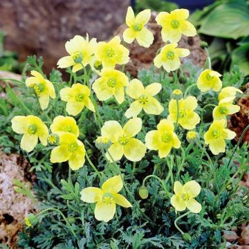 Papaver nudicaule Pacino C