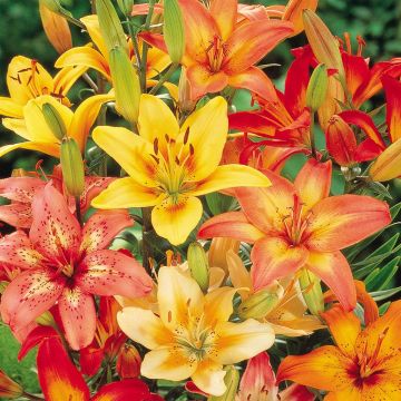Lilium asiatic mix