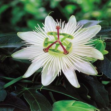 Passiflora caerulea constanc