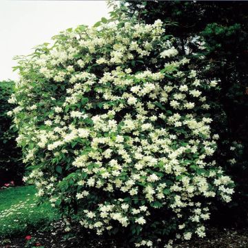 Philadelphus Virginal Boerenjasmijn