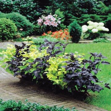 Physocarpus Combo Diabolo en Darts Gold