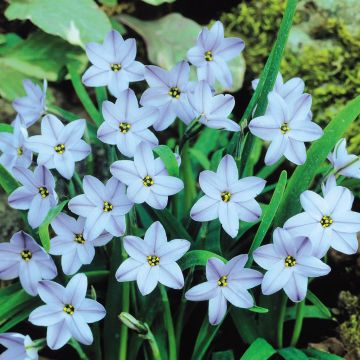 Ipheion Rolf Fiedler