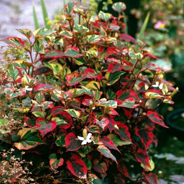 Houttuynia cordata 'Chameleon'