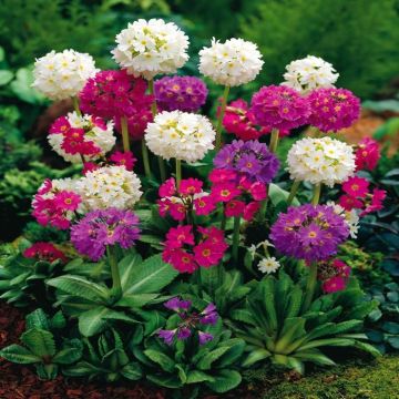 Primula denticulata Mix