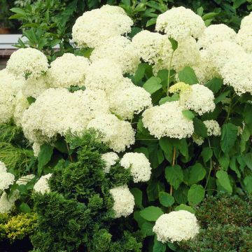 Hortensia Sneeuwbal