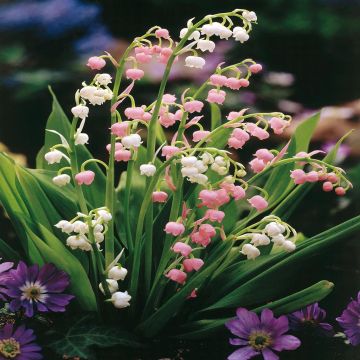 Convallaria Pink White