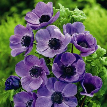 Anemone coronaria Mr Fokker