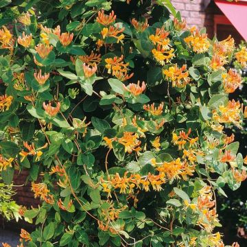 Kamperfoelie (Lonicera)