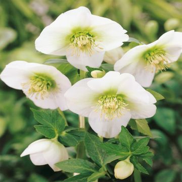 Helleborus niger White 17 cm Pot