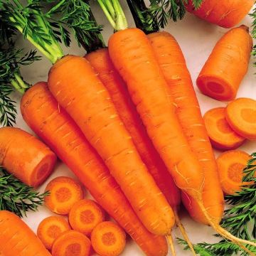 Wortelzaad Amsterdam Bak 2