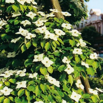 Cornus florida Bartons Wit (Kornoelje)