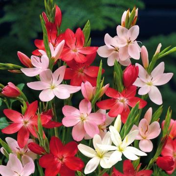 Schizostylis coccinea (Kafferlelie)