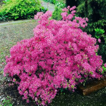 Azalea Mollis Roze