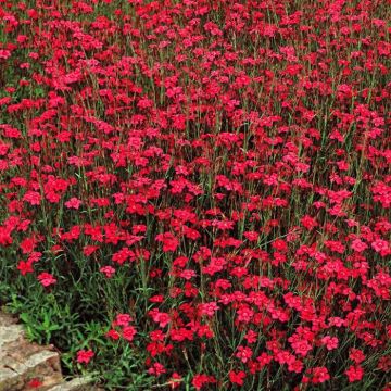 Dianthus deltoides A
