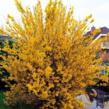 Forsythia intermedia Spectabilis 9 cm